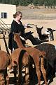 20081029 Alpacas 020